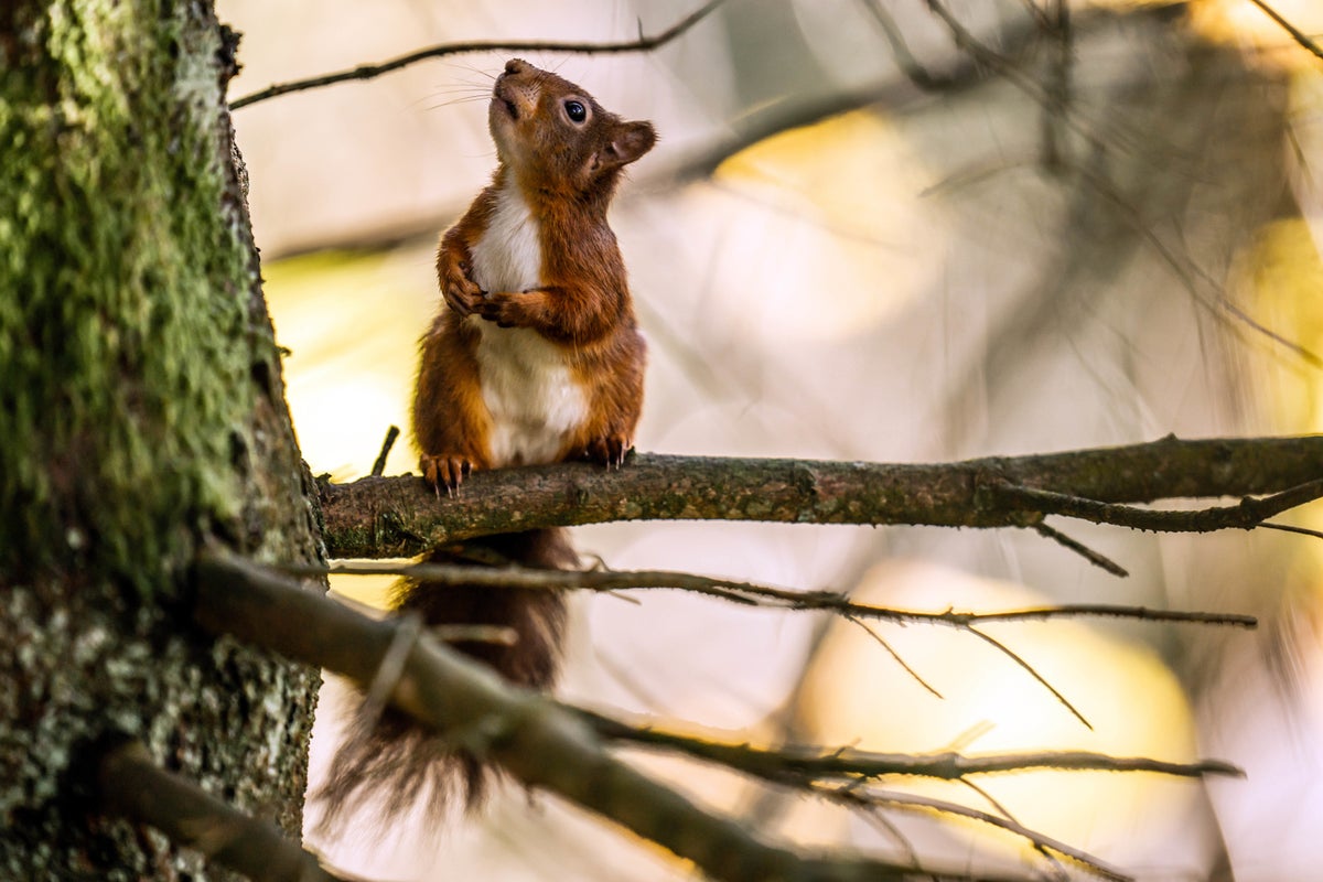 'Very mean' squirrel attacks residents and sends people to hospital